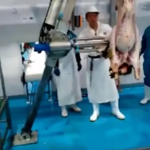 Sheep Skinning Machine