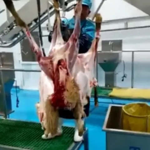 Sheep Abattoir Equipment